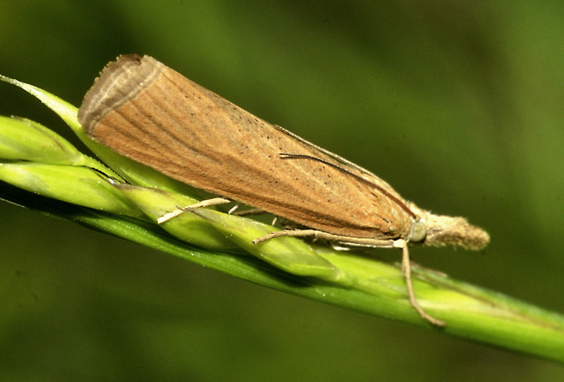 Acune specie dalla Grecia